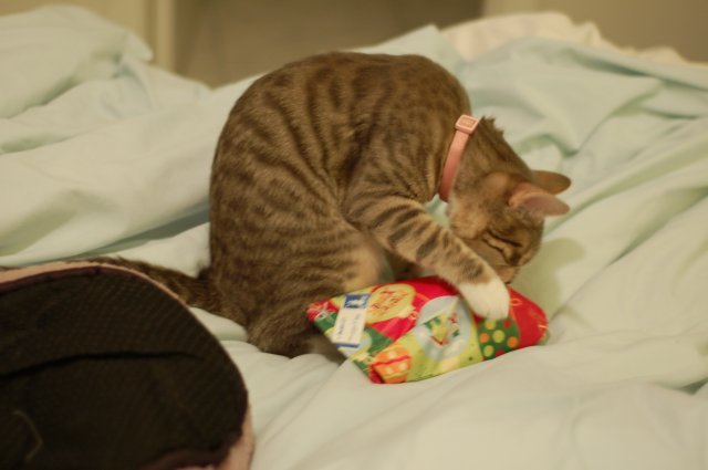DSC_0311.JPG