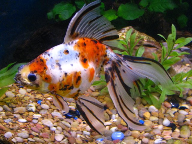 jos fish 099.jpg