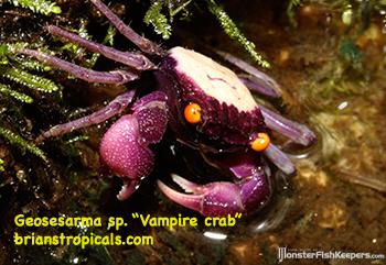 crab vampire.jpg