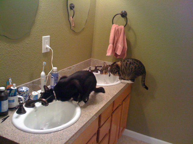 Cats (12).JPG