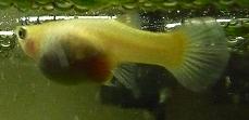 Yellow Female Guppy- Sept 7-09.jpg