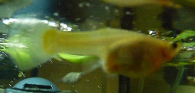 Yellow Female Guppy- Sept 7-09 (2).jpg