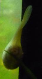 Yellow Female Guppy- Sept 7-09 (3).jpg