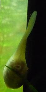 Yellow Female Guppy- Sept 7-09 (4).jpg