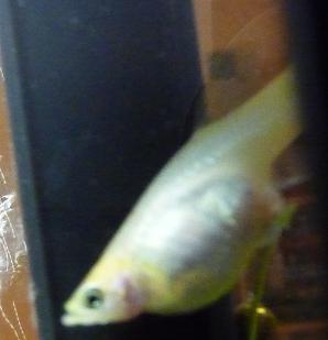 Yellow Female Guppy- Sept 7-09 (5).jpg