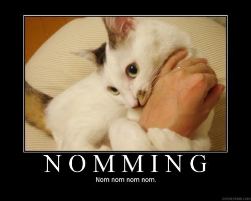 nomming-cat.jpg