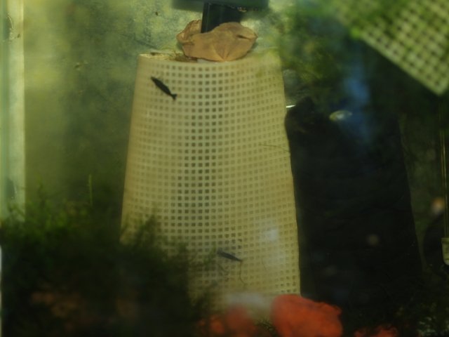 InletCover (3).JPG
