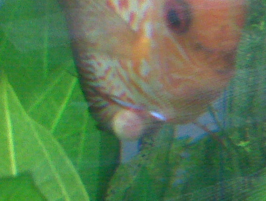 IMG00789.jpg IMG00789.jpg
