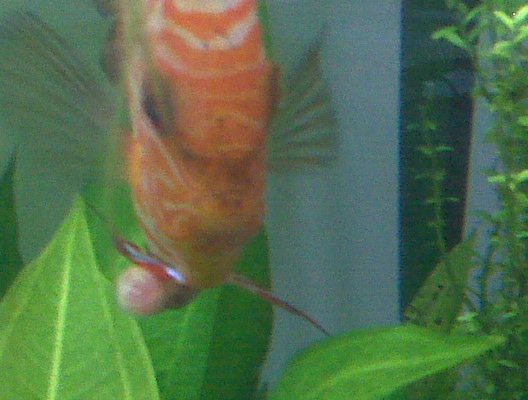 IMG00790.jpg IMG00790.jpg