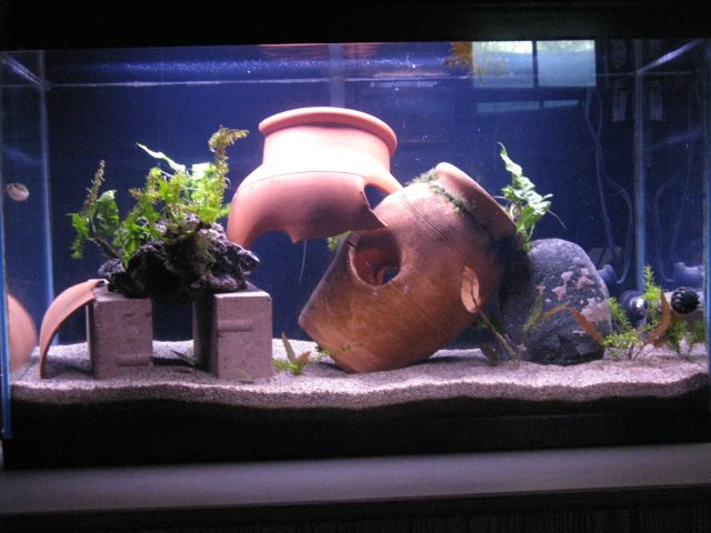 pics of clay pots in fish tanks AquariaCentral