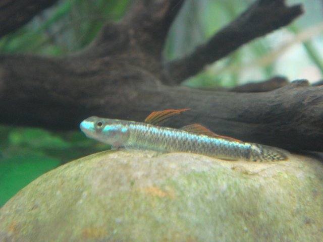 DSC03006.JPG