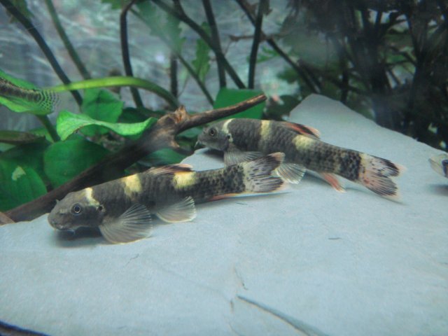 DSC03018.JPG