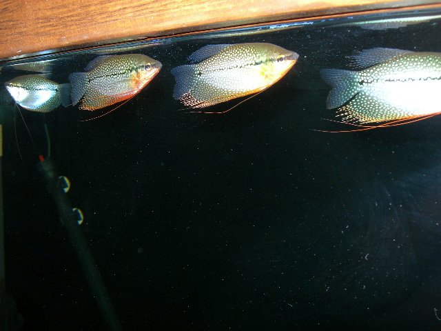 DSCN4679.JPG