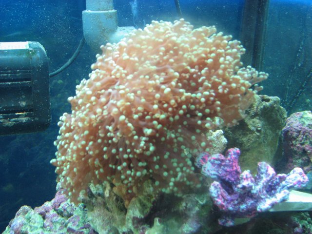 IMG_2814.JPG