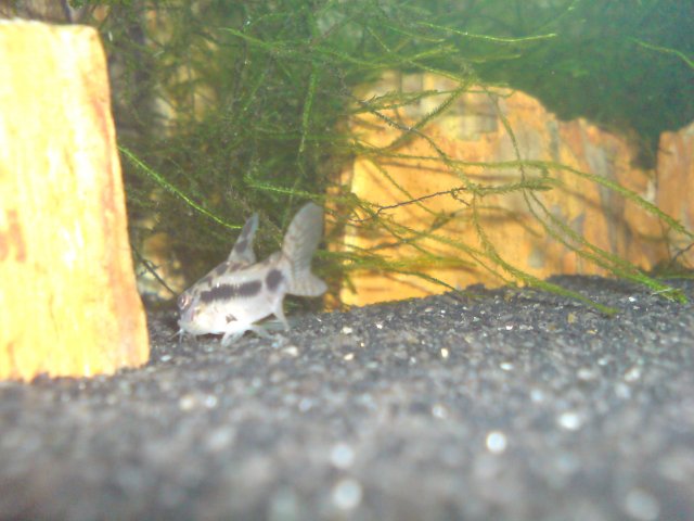 DSC02225.JPG