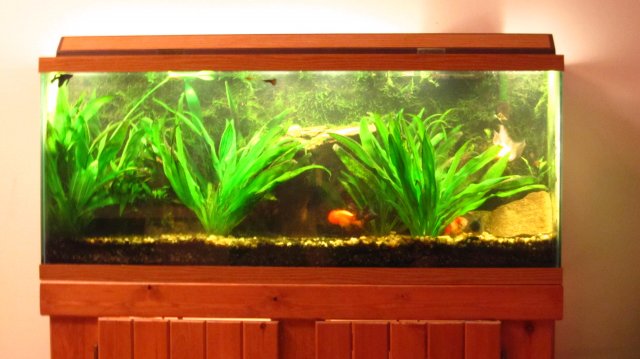 full tank.JPG full tank.JPG