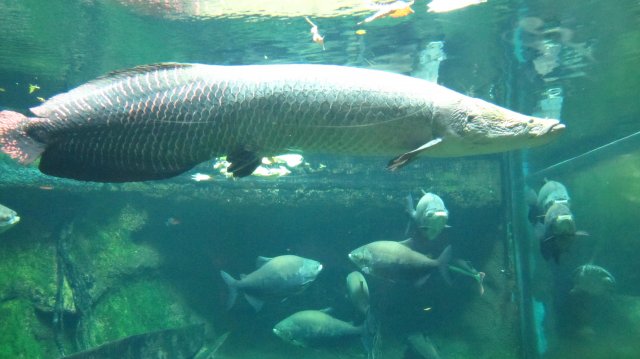 arapaima.JPG arapaima.JPG