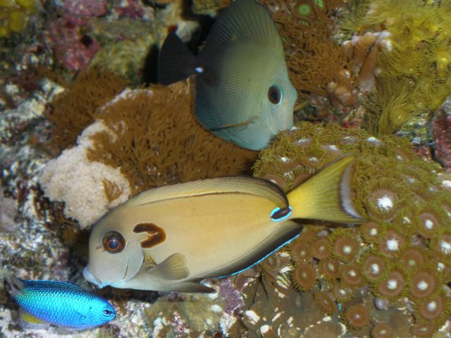 tang 001.JPG