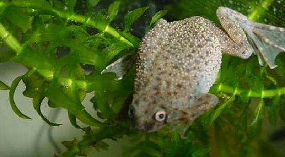 Frog cropped2.jpg Frog cropped2.jpg