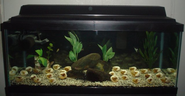 20L multi tank.jpg