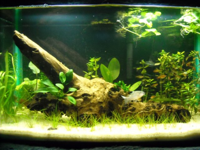 10g.jpg