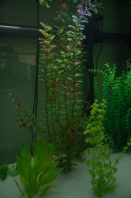 DSC_2238.JPG