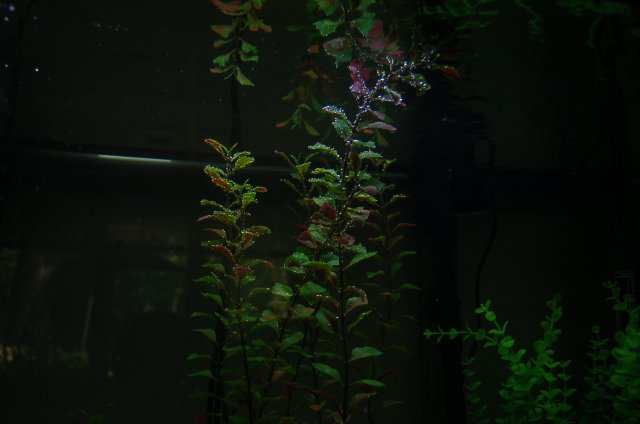 DSC_2246.JPG