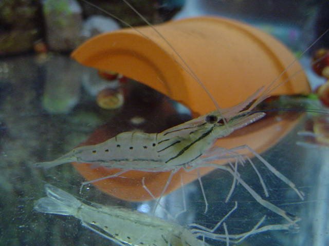 Shrimp.JPG Shrimp.JPG