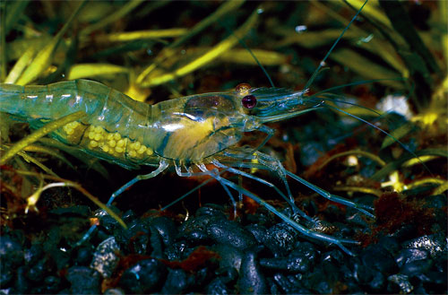 Whisker-Shrimp.jpg