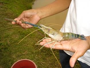 prawn.jpg
