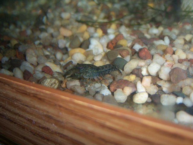 berried cray 013.jpg berried cray 013.jpg