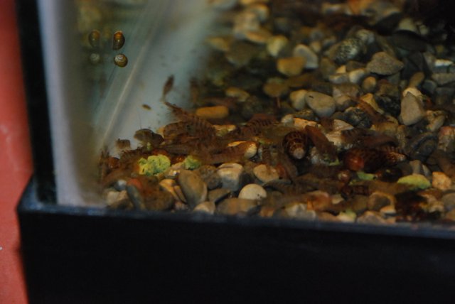 new shrimp 920 001.jpg