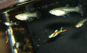 endlers 2.jpg endlers 2.jpg