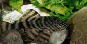 tiger pleco 1.jpg tiger pleco 1.jpg