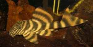 tiger pleco 2.jpg tiger pleco 2.jpg