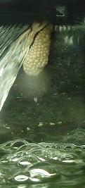 Brigg Apple Snail Egg Clutch- Sept 23-09.jpg