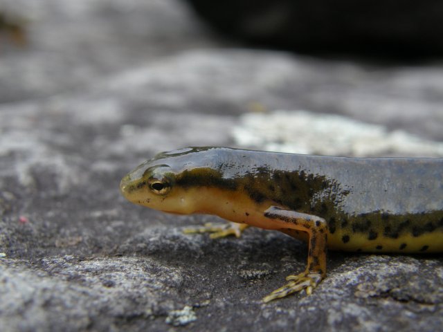 salamander (2).JPG