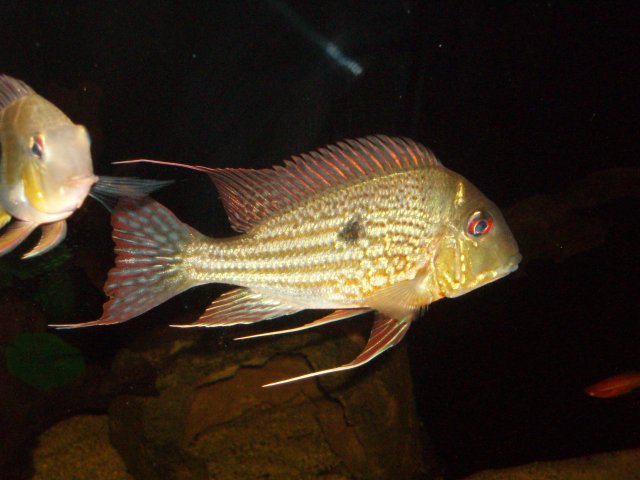 Geophagus Abalios 08.JPG Geophagus Abalios 08.JPG