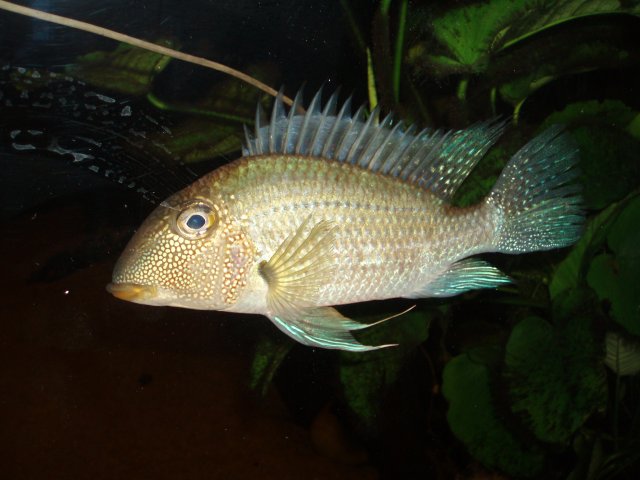 Satanoperca Mapiritensis 03.JPG