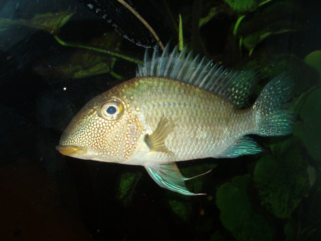 Satanoperca Mapiritensis 02.JPG