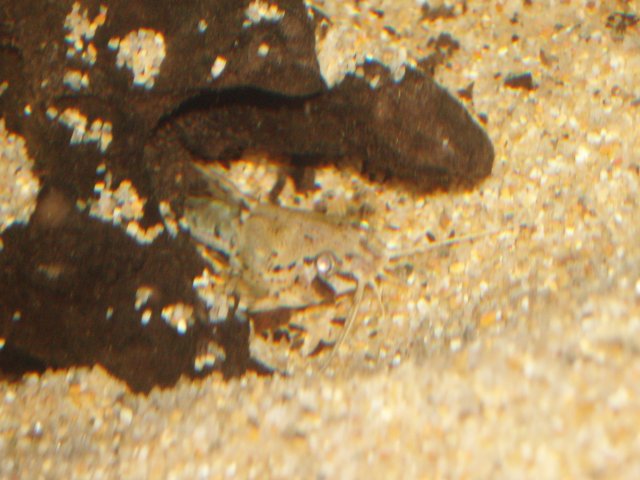 Amblydoras Nauticus 03.JPG