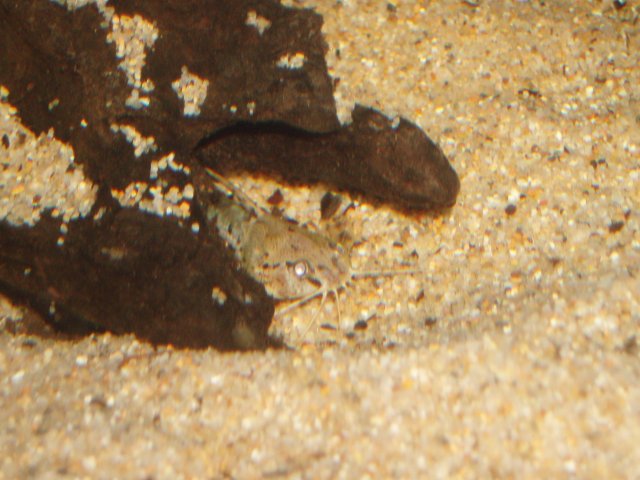 Amblydoras Nauticus 04.JPG