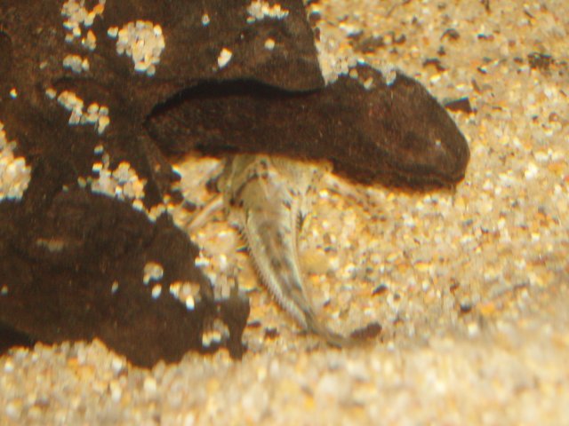 Amblydoras Nauticus 05.JPG