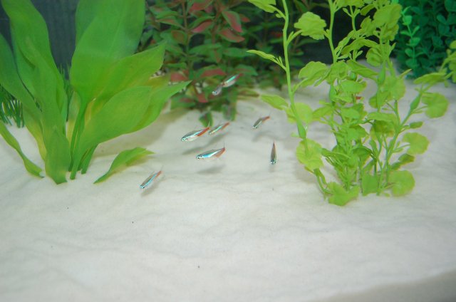 DSC_2366.JPG