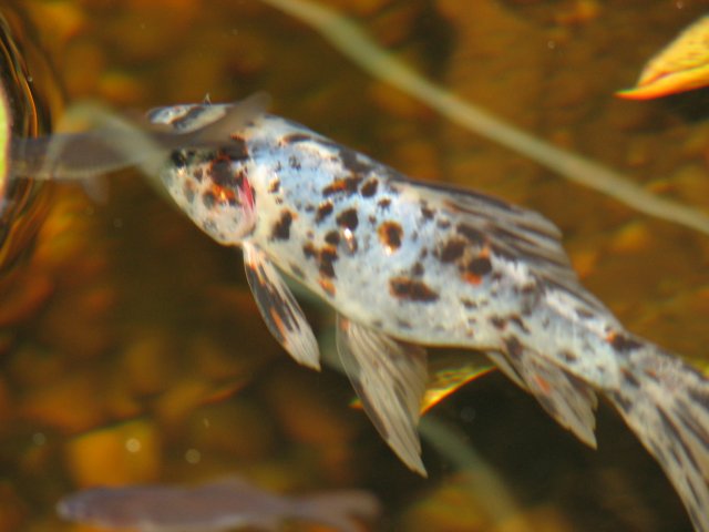 IMG_5638.JPG