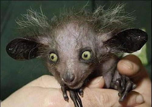 32 Weird Little Beast.jpg