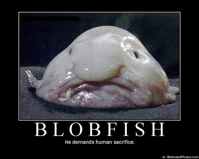 633618722254225790-blobfish.jpg
