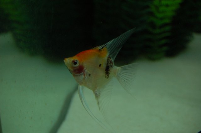 DSC_2396.JPG