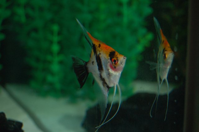 DSC_2410.JPG