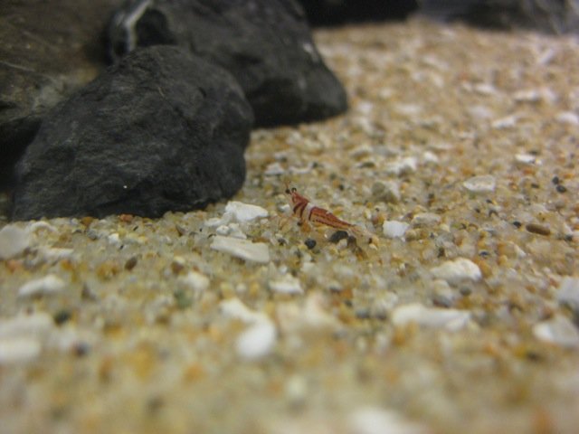 img_2247_184.jpg